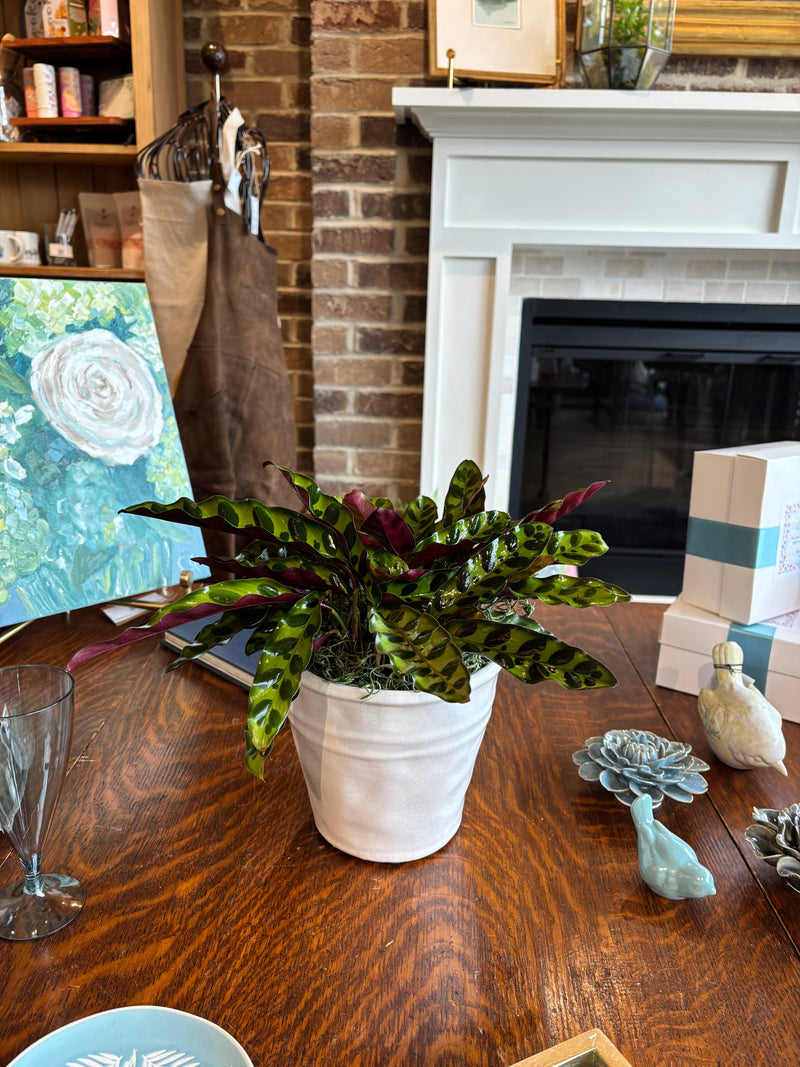 [BV-PM] Rattlesnake Calathea in Tapered Pot | Plant of the Month (August)