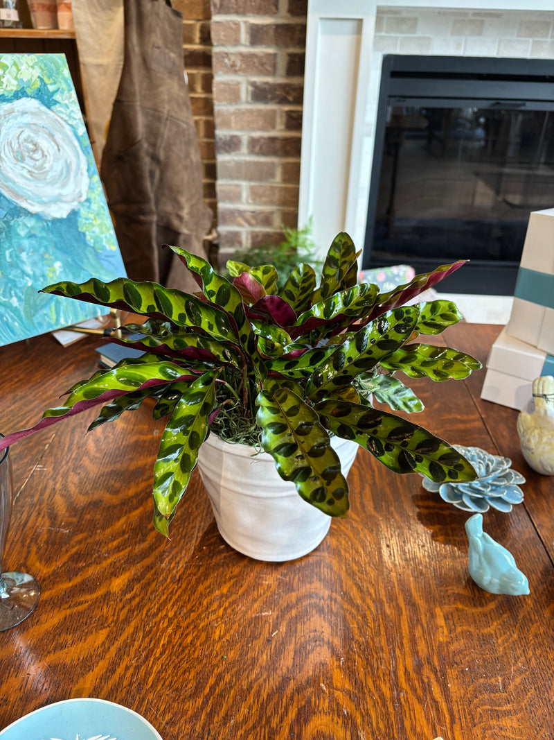[BV-PM] Rattlesnake Calathea in Tapered Pot | Plant of the Month (August)