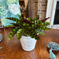 [BV-PM] Rattlesnake Calathea in Tapered Pot | Plant of the Month (August)