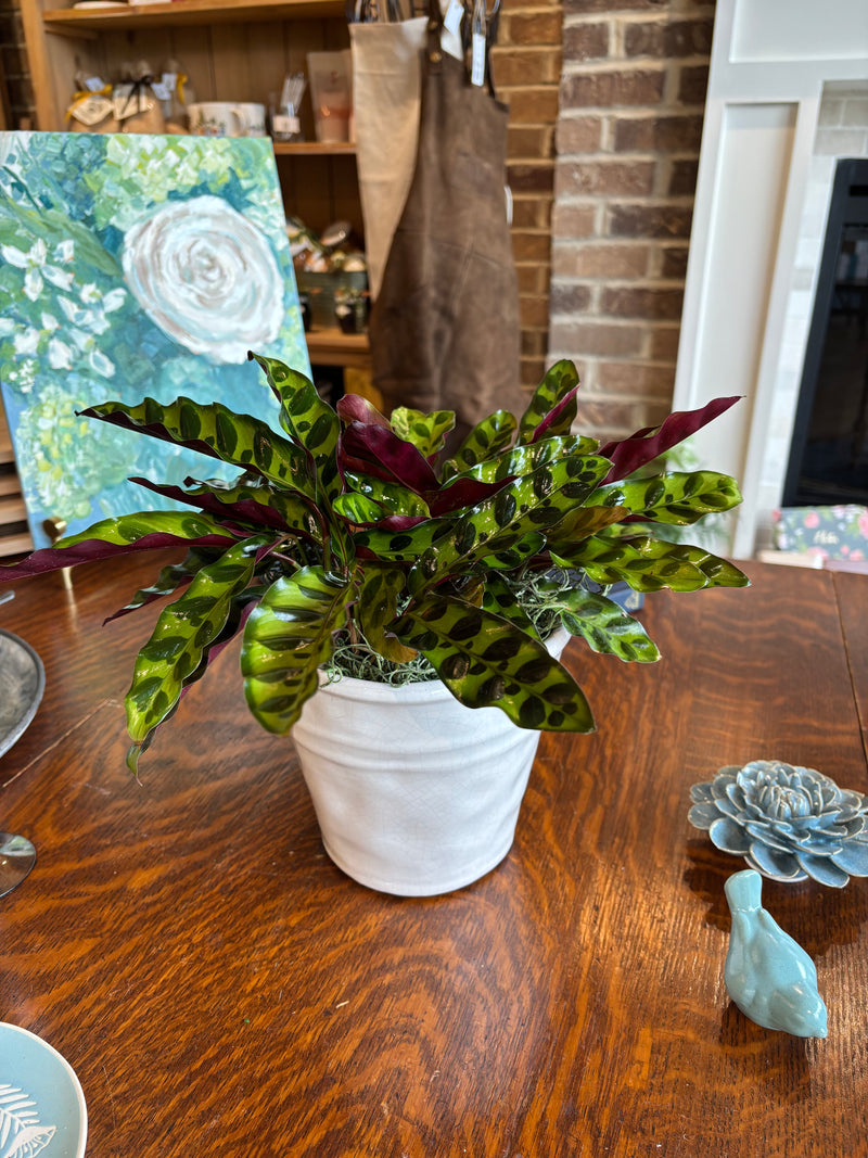 [BV-PM] Rattlesnake Calathea in Tapered Pot | Plant of the Month (August)