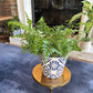 [BV-PM] Austral Fern in Italian Pot | Plant of the Month (July)