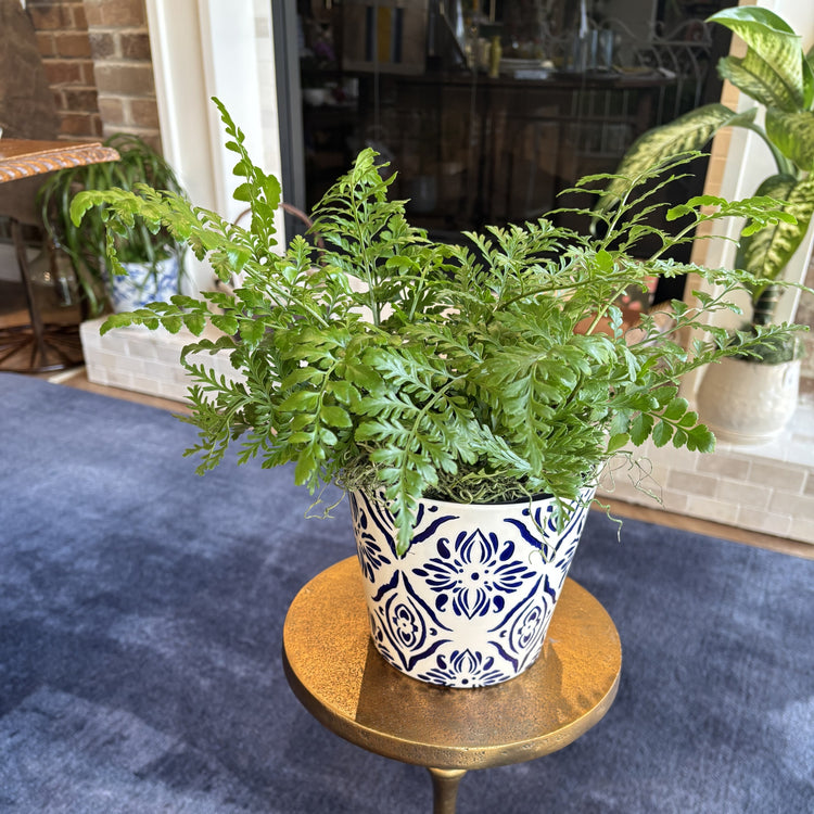 Plant of the Month