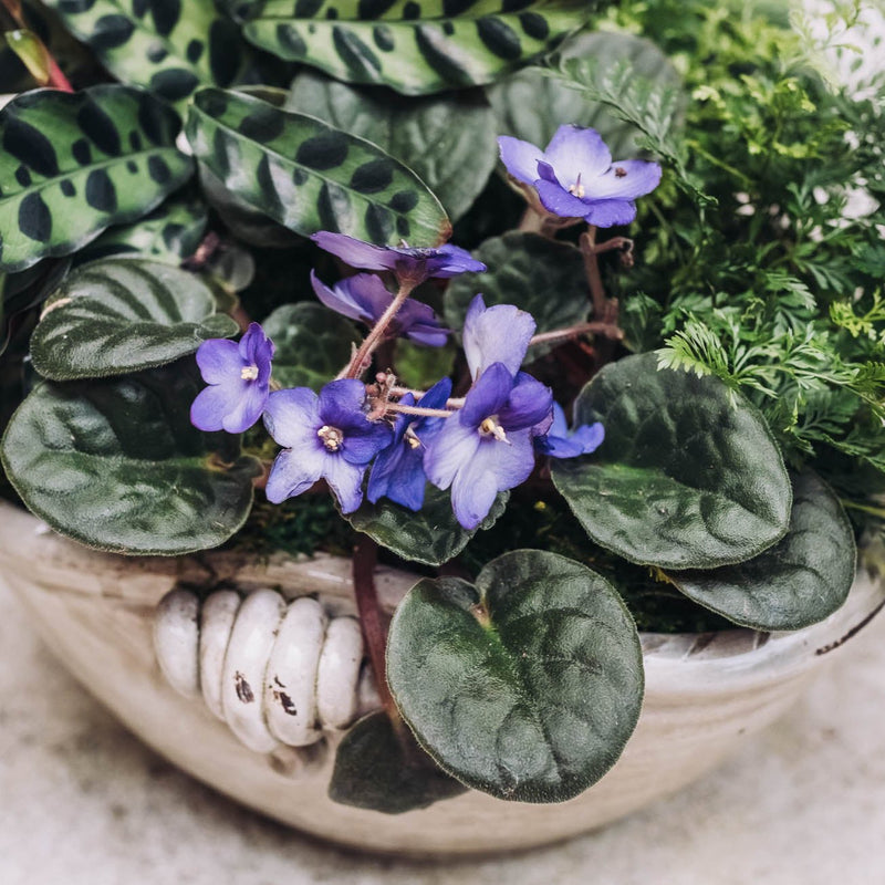 Discover the joy of giving or receiving with our Plant of the Month subscription. Each month, receive a unique plant design that is both beautiful and easy to care for. Perfect for nature lovers and beginners alike, this subscription brings joy and greenery into any space.
Close-up of African violets with purple flowers and lush green leaves in a decorative pot, surrounded by textured foliage.