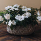 Discover the joy of giving or receiving with our Plant of the Month subscription. Each month, receive a unique plant design that is both beautiful and easy to care for. Perfect for nature lovers and beginners alike, this subscription brings joy and greenery into any space.