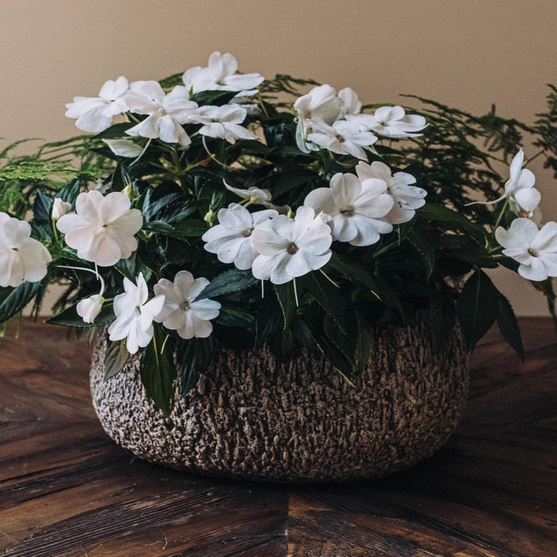 Discover the joy of giving or receiving with our Plant of the Month subscription. Each month, receive a unique plant design that is both beautiful and easy to care for. Perfect for nature lovers and beginners alike, this subscription brings joy and greenery into any space.