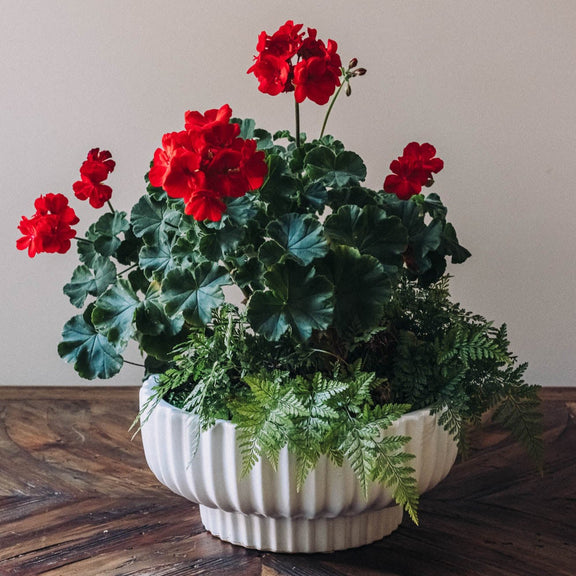 Discover the joy of giving or receiving with our Plant of the Month subscription. Each month, receive a unique plant design that is both beautiful and easy to care for. Perfect for nature lovers and beginners alike, this subscription brings joy and greenery into any space.