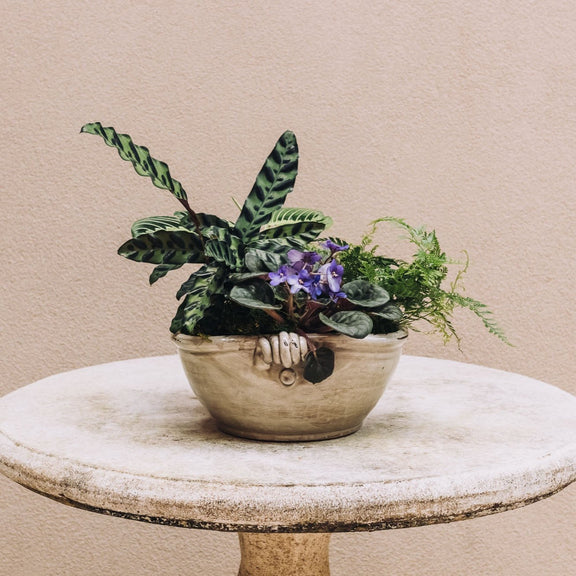 Discover the joy of giving or receiving with our Plant of the Month subscription. Each month, receive a unique plant design that is both beautiful and easy to care for. Perfect for nature lovers and beginners alike, this subscription brings joy and greenery into any space.