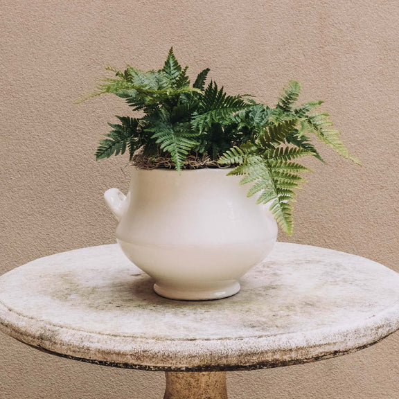 Discover the joy of giving or receiving with our Plant of the Month subscription. Each month, receive a unique plant design that is both beautiful and easy to care for. Perfect for nature lovers and beginners alike, this subscription brings joy and greenery into any space.