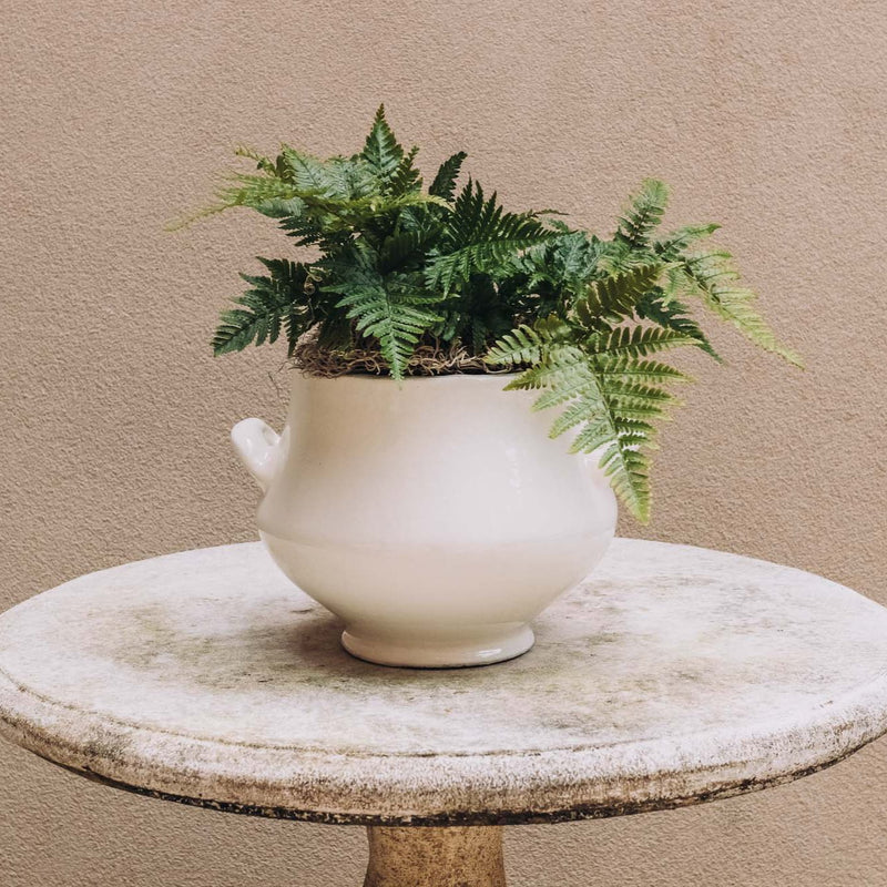 Discover the joy of giving or receiving with our Plant of the Month subscription. Each month, receive a unique plant design that is both beautiful and easy to care for. Perfect for nature lovers and beginners alike, this subscription brings joy and greenery into any space.