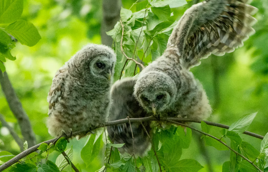 Seeing and Observing Nature Workshop (October 18 @11AM) - FREE