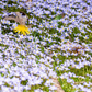 Seeing and Observing Nature Workshop (October 18 @11AM) - FREE