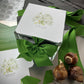White "Paperwhites Winter Garden" box with green ribbon bow, displayed with brown paperwhite bulbs and coordinating green packaging materials