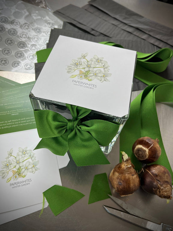 White "Paperwhites Winter Garden" box with green ribbon bow, displayed with brown paperwhite bulbs and coordinating green packaging materials