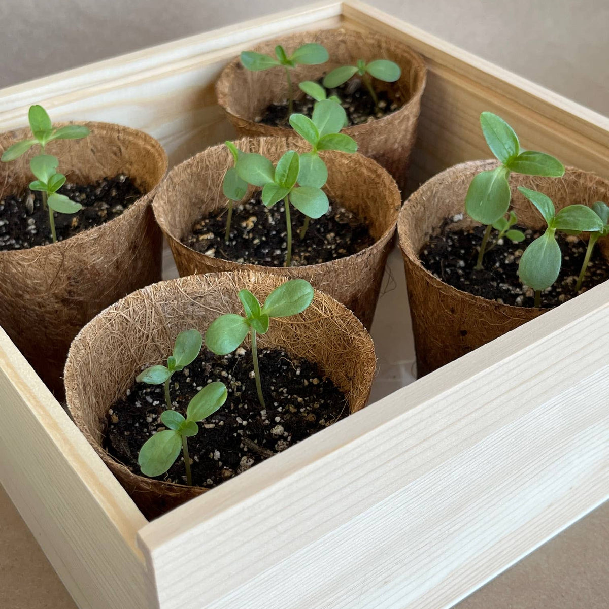 Wooden garden box containing six young seedlings in biodegradable coco coir pots with fresh green leaves sprouting from soil