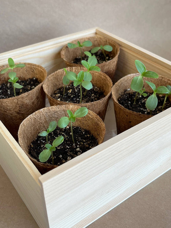 Wooden garden box containing six young seedlings in biodegradable coco coir pots with fresh green leaves sprouting from soil