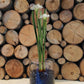 White paperwhite flowers with green stems in clear glass container filled with dark blue growing medium, displayed against stacked wood logs.