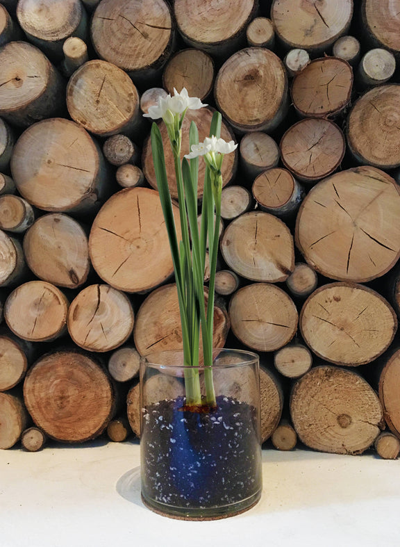 White paperwhite flowers with green stems in clear glass container filled with dark blue growing medium, displayed against stacked wood logs.