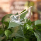 Clear glass bird-shaped watering stake nestled in potted plant soil with green foliage surrounding it