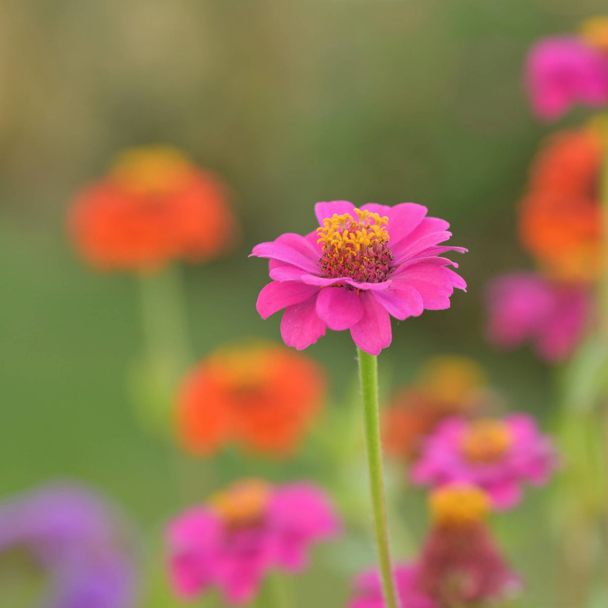 Bright pink zinnia with golden-yellow center in sharp focus, surrounded by softly blurred orange and magenta zinnia blooms in a lush garden setting
