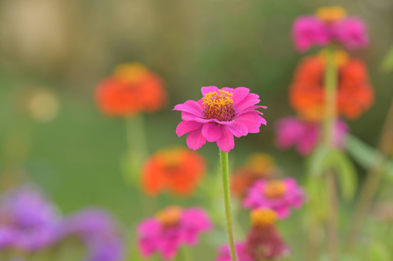 Bright pink zinnia with golden-yellow center in sharp focus, surrounded by softly blurred orange and magenta zinnia blooms in a lush garden setting