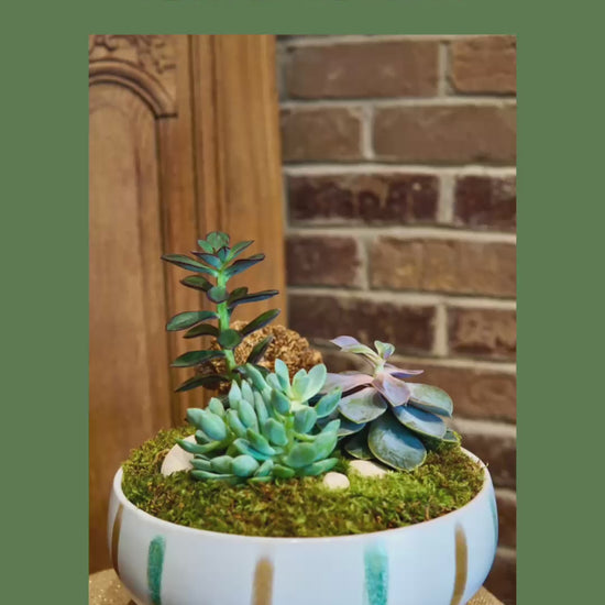 Plant of the Month Succulent