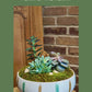 Plant of the Month Succulent