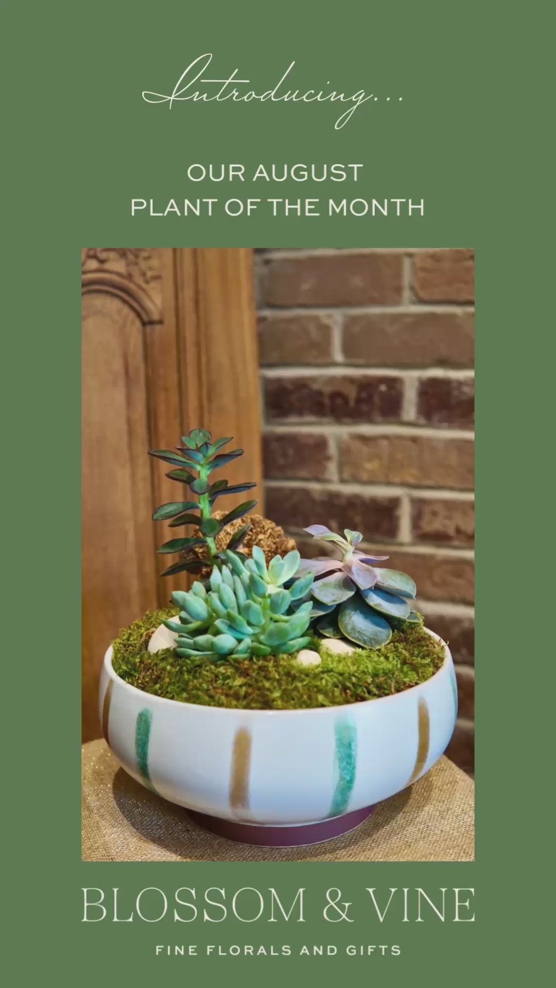 Plant of the Month Succulent