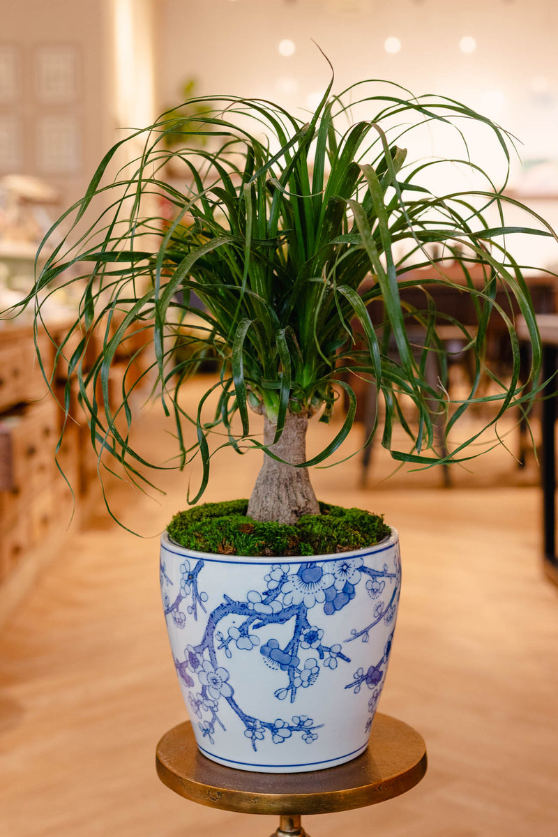 Plant of the Month (March)