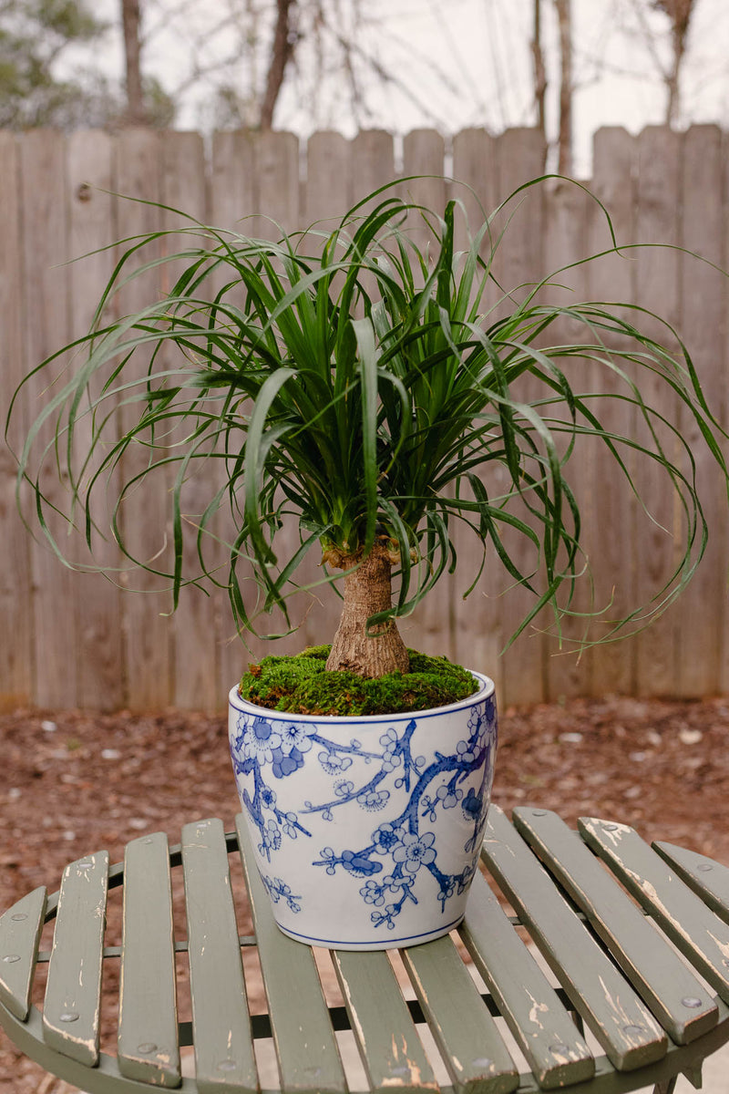 Plant of the Month (March)