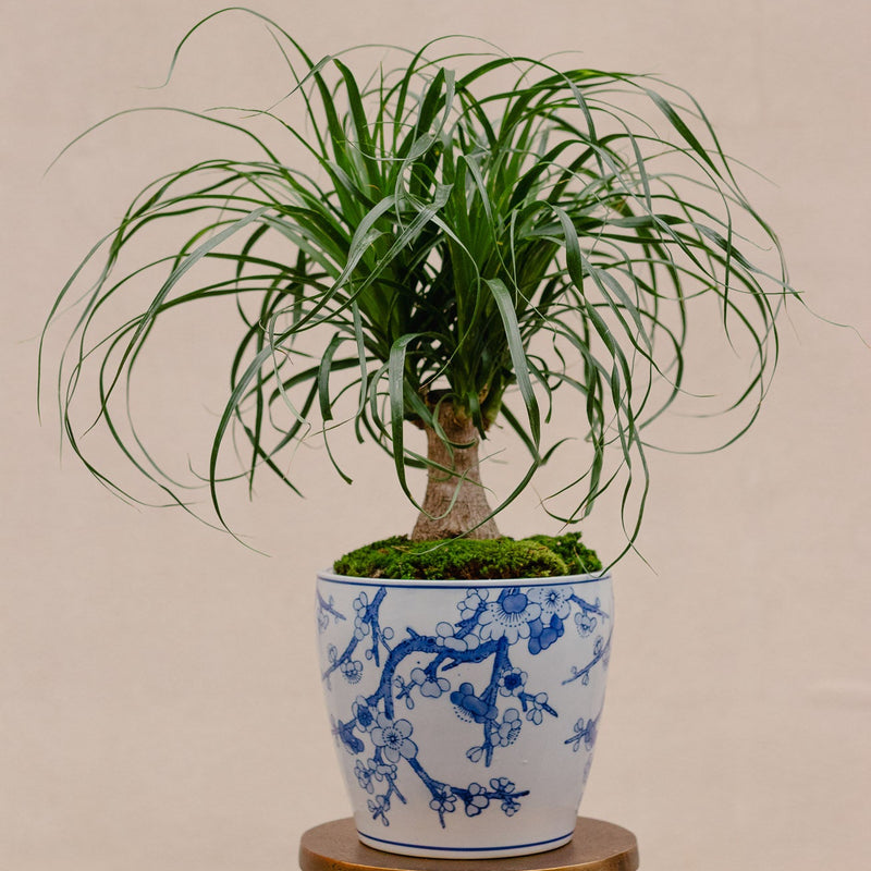 Plant of the Month (March)