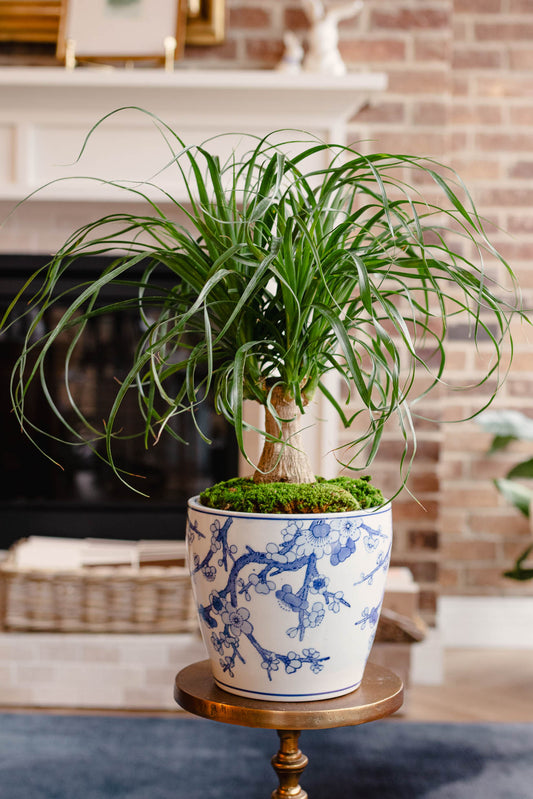 Plant of the Month (March)