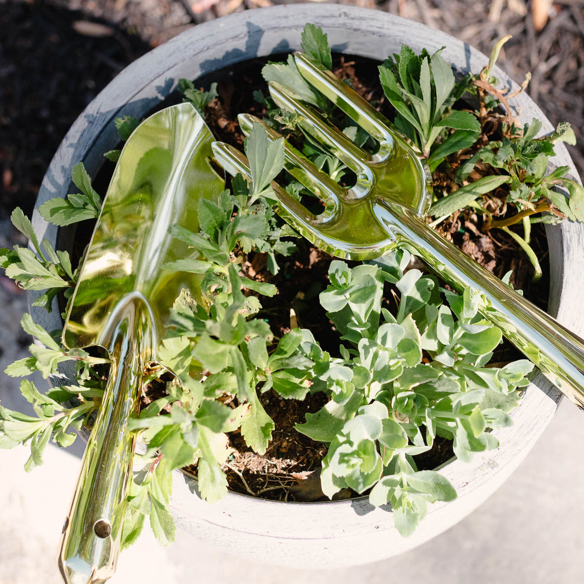 Steel hand rake with long handle resting on white pot of small green succulents and foliage plants, arranged on bare soil background