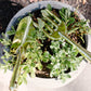 Steel hand rake with long handle resting on white pot of small green succulents and foliage plants, arranged on bare soil background