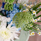 Arrangement of the Month (August)