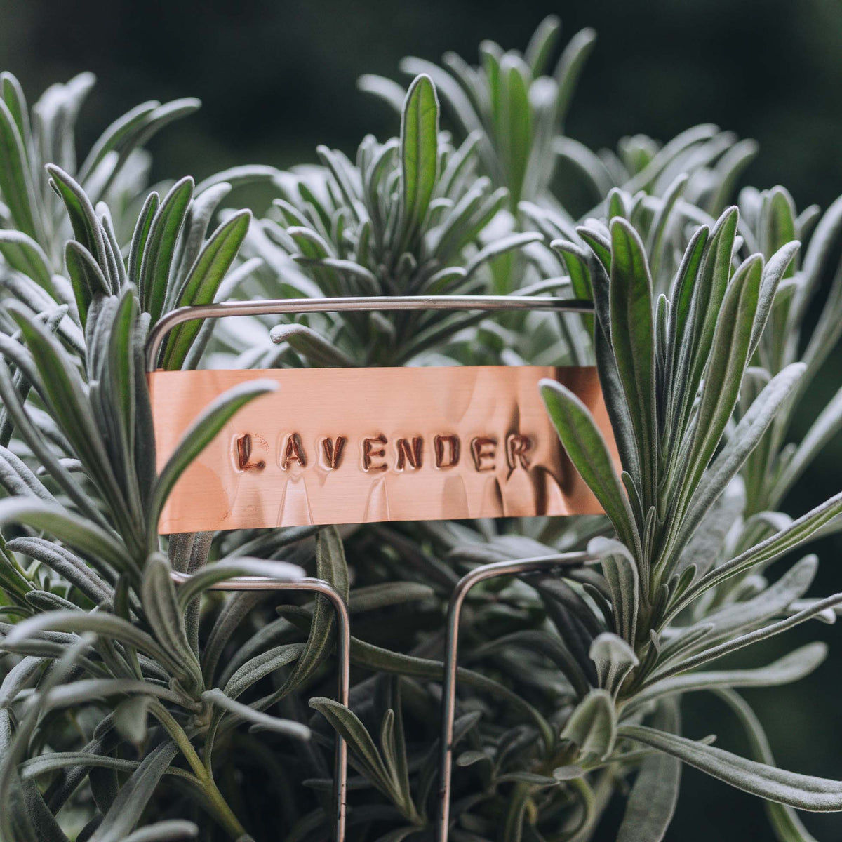 Copper Plant Label
