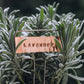 Copper Plant Label