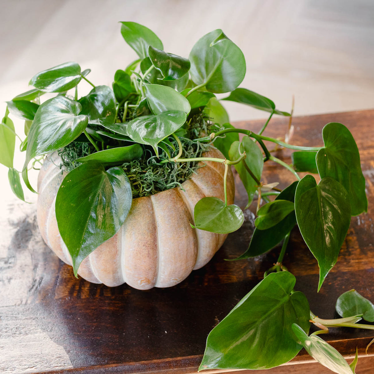 [BV-PM] Pumpkin Heartleaf Philodendron | Plant of the Month (October)