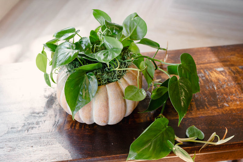 [BV-PM] Pumpkin Heartleaf Philodendron | Plant of the Month (October)