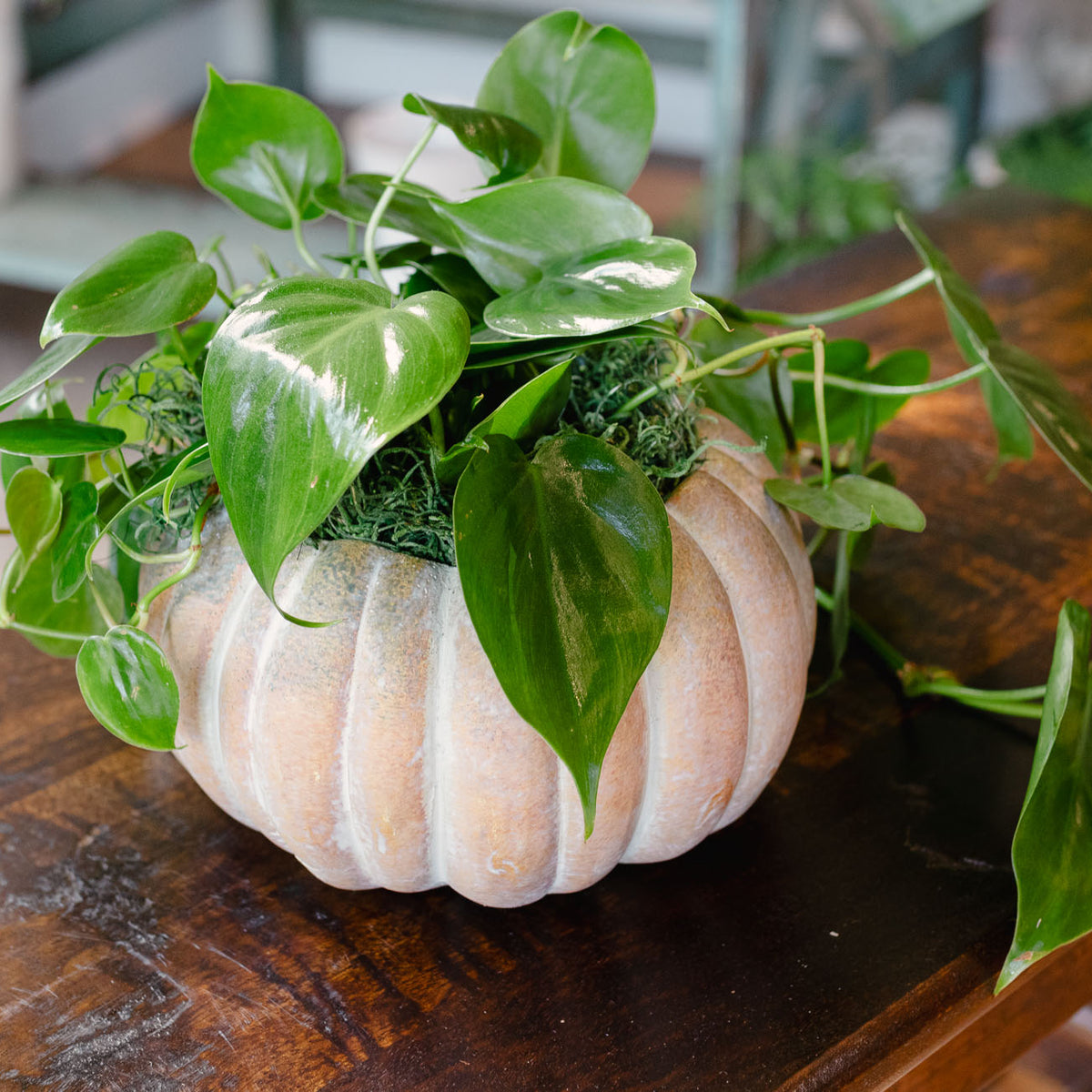 [BV-PM] Pumpkin Heartleaf Philodendron | Plant of the Month (October)