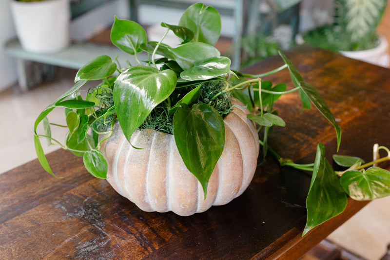 [BV-PM] Pumpkin Heartleaf Philodendron | Plant of the Month (October)
