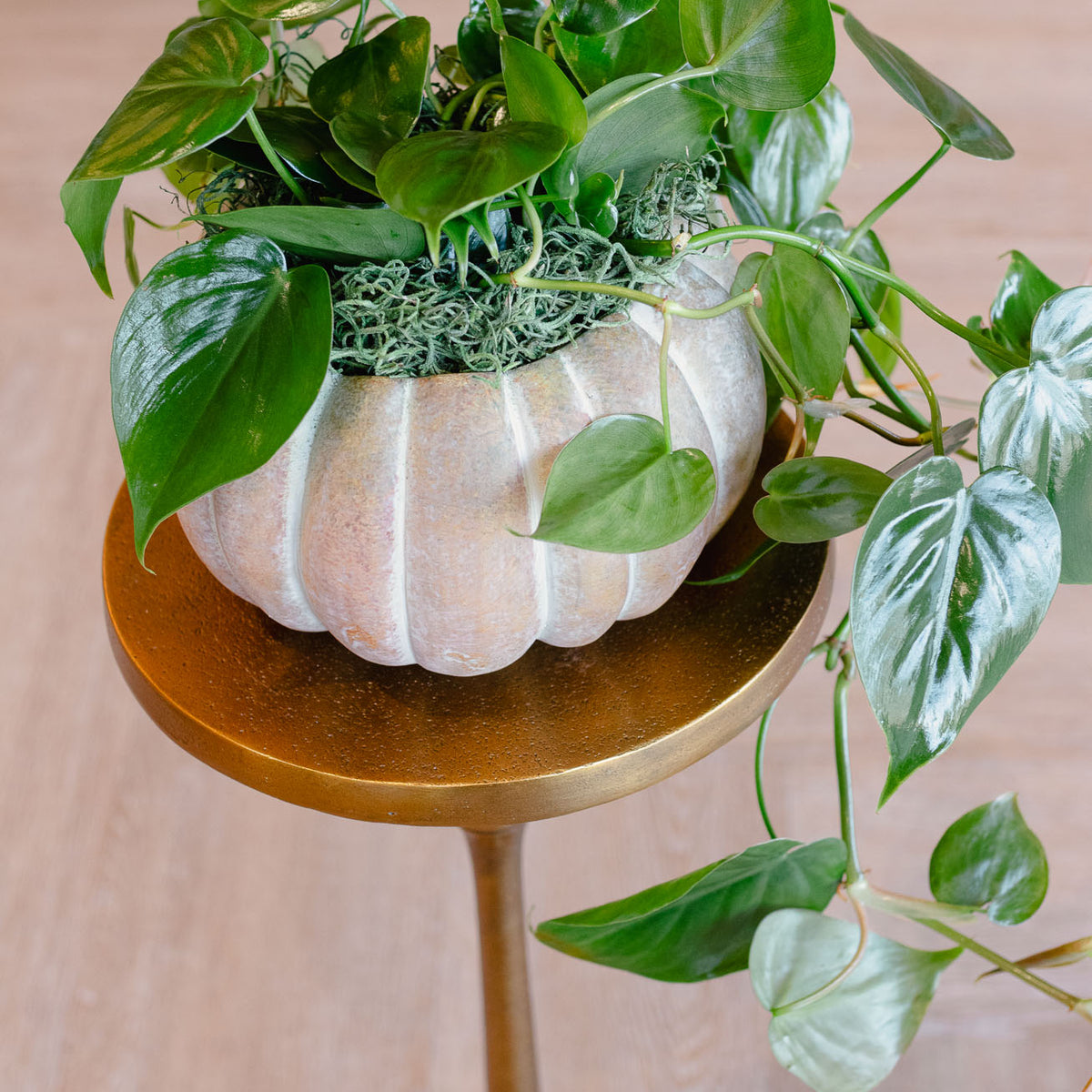 [BV-PM] Pumpkin Heartleaf Philodendron | Plant of the Month (October)