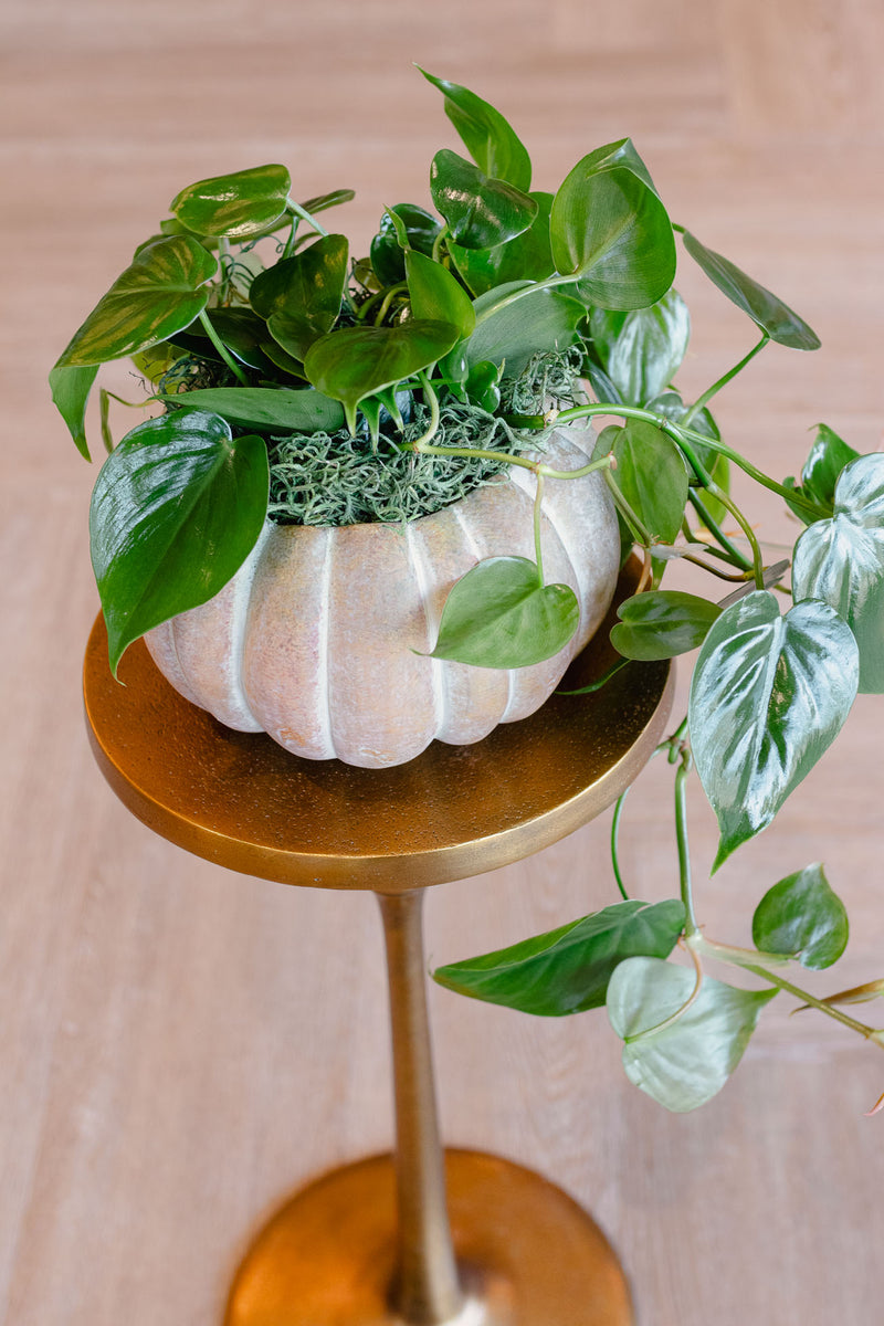 [BV-PM] Pumpkin Heartleaf Philodendron | Plant of the Month (October)