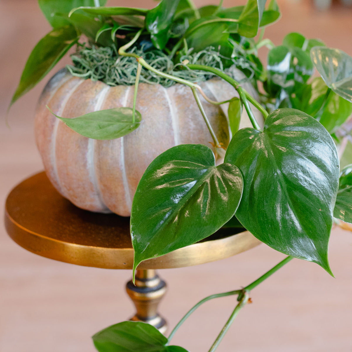 [BV-PM] Pumpkin Heartleaf Philodendron | Plant of the Month (October)