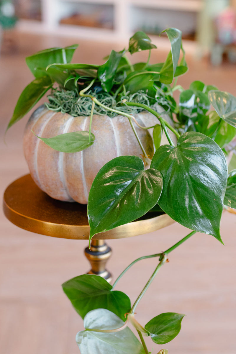 [BV-PM] Pumpkin Heartleaf Philodendron | Plant of the Month (October)