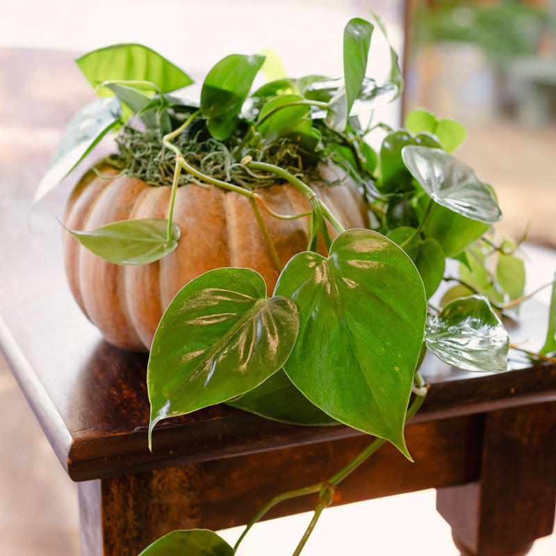 [BV-PM] Pumpkin Heartleaf Philodendron | Plant of the Month (October)