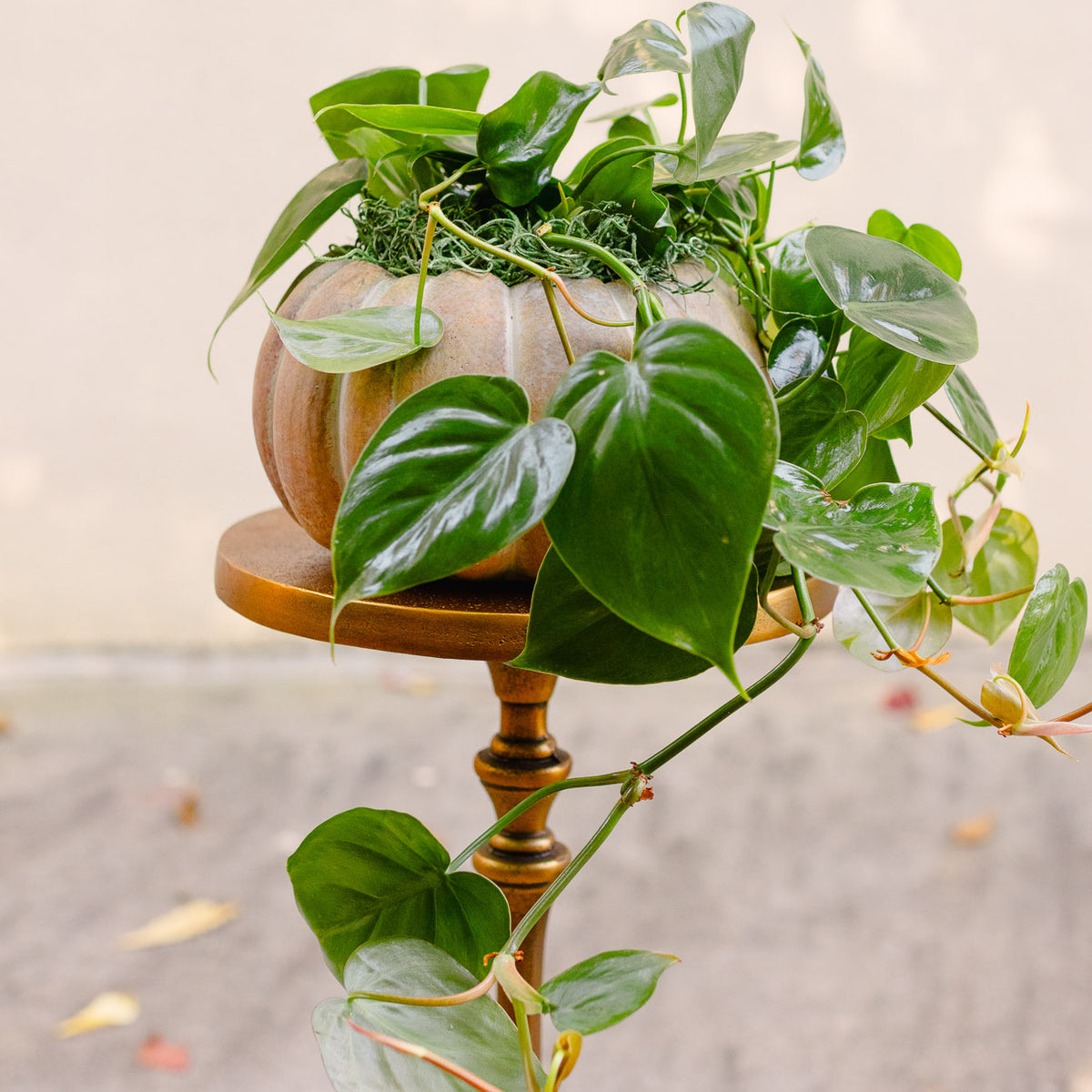 [BV-PM] Pumpkin Heartleaf Philodendron | Plant of the Month (October)