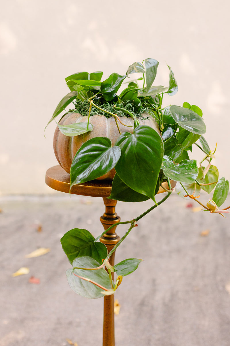 [BV-PM] Pumpkin Heartleaf Philodendron | Plant of the Month (October)