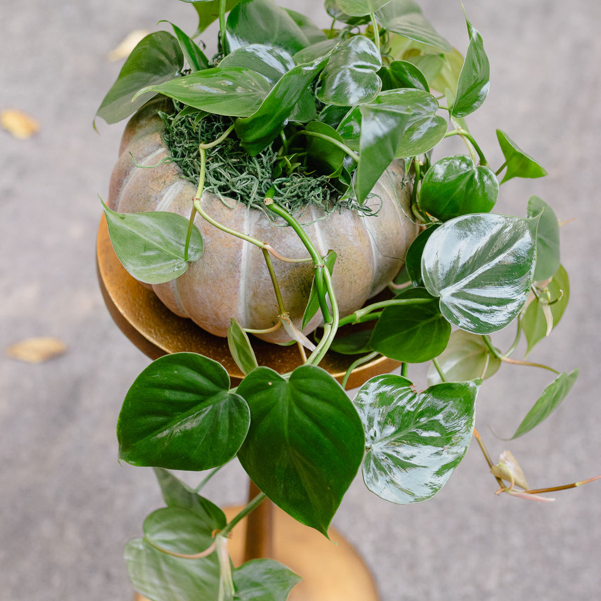 [BV-PM] Pumpkin Heartleaf Philodendron | Plant of the Month (October)