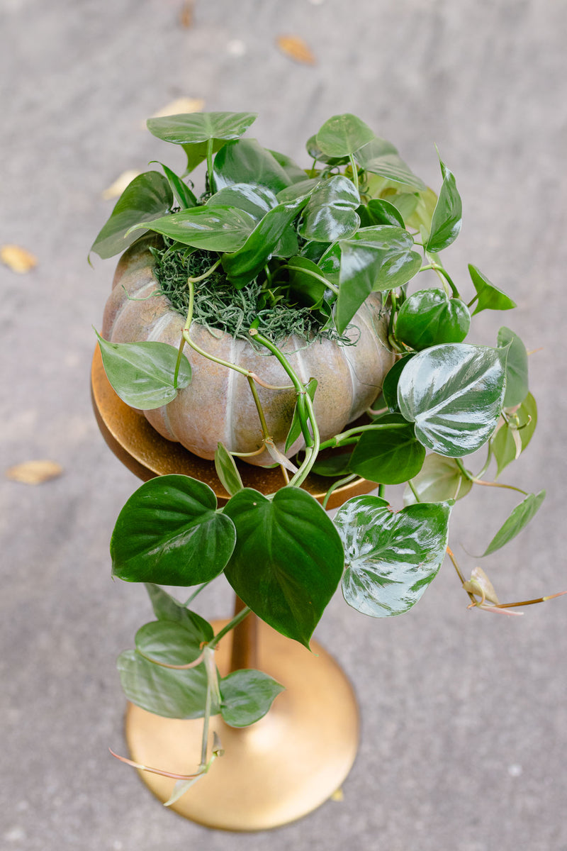 [BV-PM] Pumpkin Heartleaf Philodendron | Plant of the Month (October)