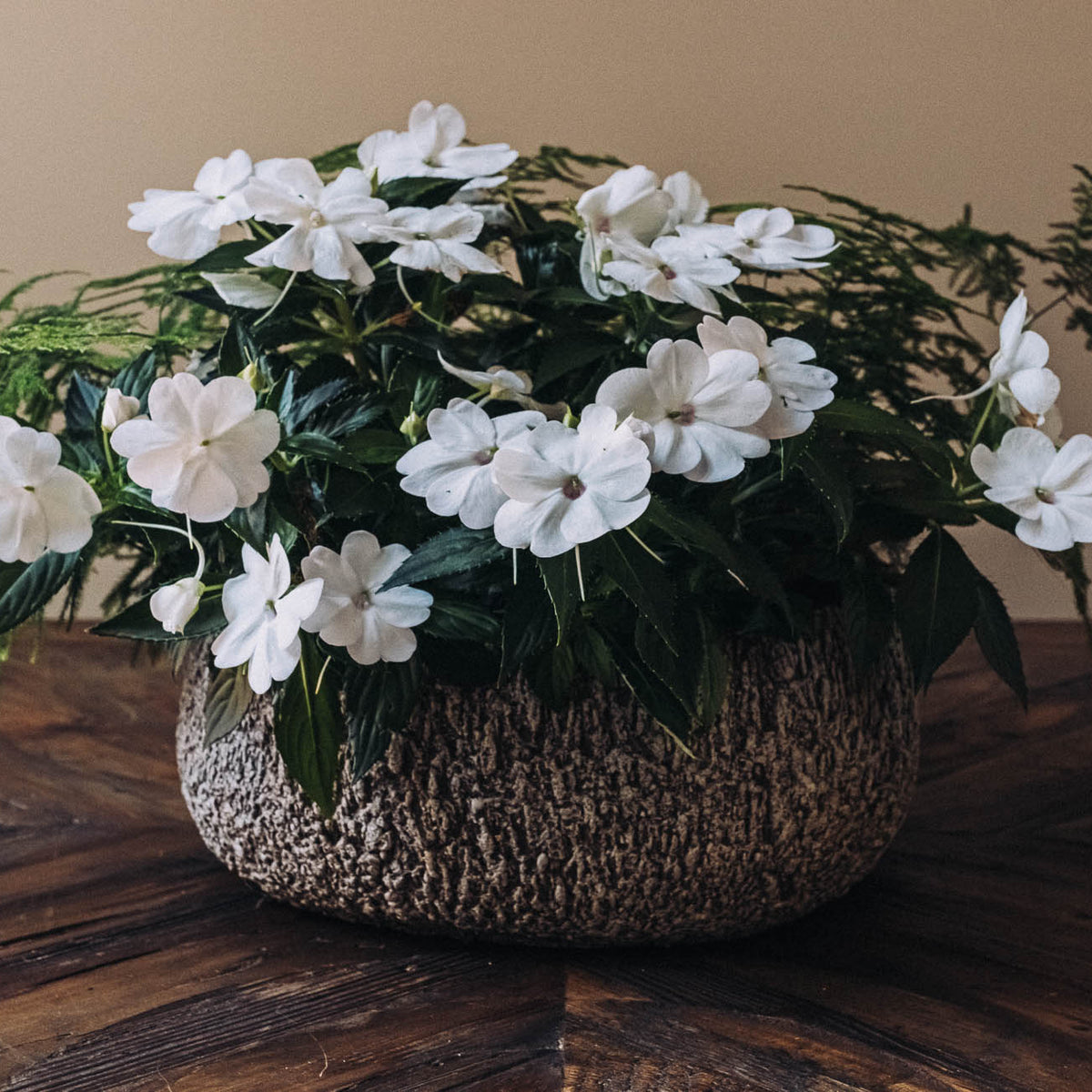 White flowering potted plant with lush green foliage and delicate fern fronds, displayed in a textured gray stone planter on a wood surface